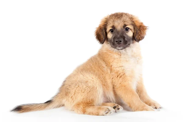 Cachorro de un golden retriever (pastor ) —  Fotos de Stock