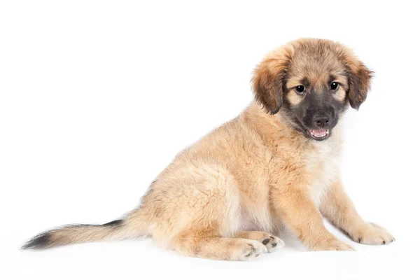 Puppy van een golden retriever (herder) — Stockfoto