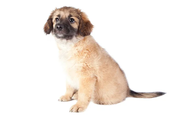 Puppy van een golden retriever (herder) — Stockfoto