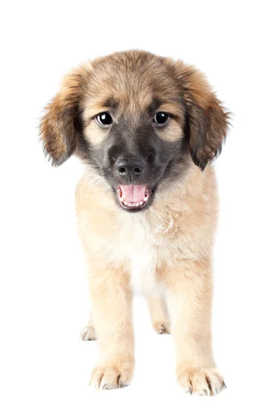 Puppy van een golden retriever (herder) — Stockfoto
