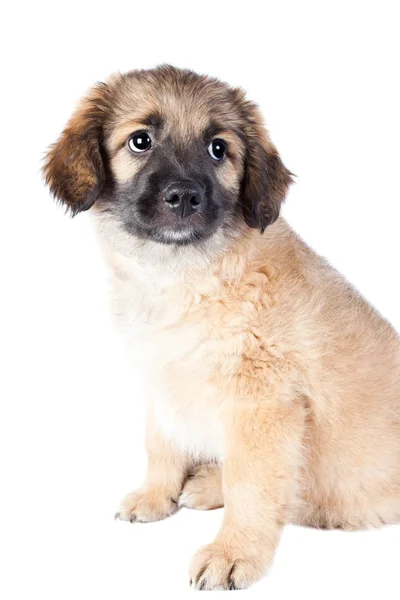 Puppy van een golden retriever (herder) — Stockfoto