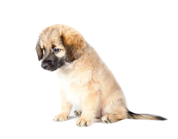 Puppy of a golden retriever (shepherd) — Stock Photo, Image