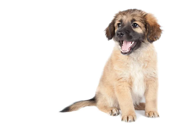 Puppy of a golden retriever (shepherd) — Stock Photo, Image