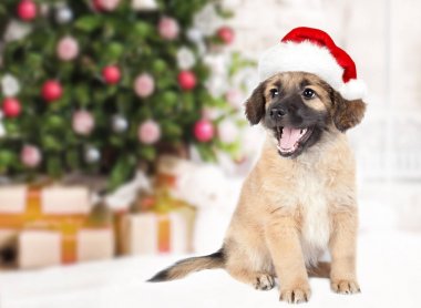 Kırmızı Santa şapka içinde köpek yavrusu