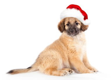 Kırmızı Santa şapka içinde köpek yavrusu