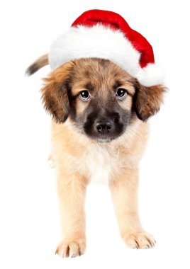Kırmızı Santa şapka içinde köpek yavrusu