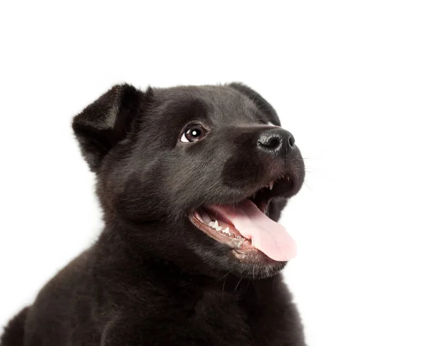 Schwarzer Schäferhund Welpe — Stockfoto