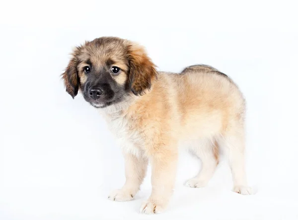 Puppy van een golden retriever (herder) — Stockfoto