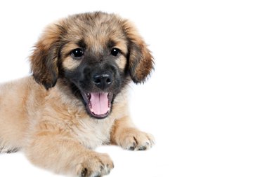yavru golden retriever (çoban)