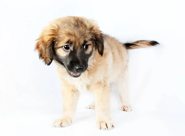 Cachorro de um golden retriever (pastor ) — Fotografia de Stock