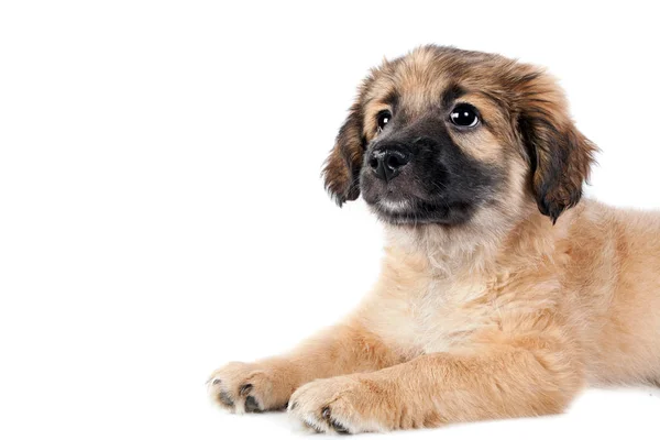 Puppy van een golden retriever (herder) — Stockfoto