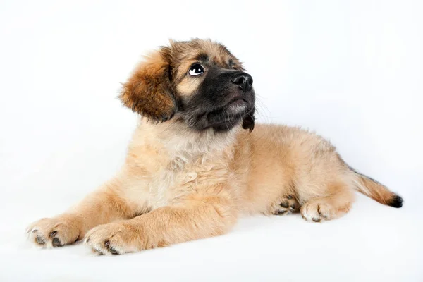 Puppy van een golden retriever (herder) — Stockfoto