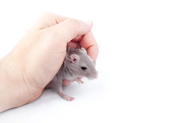 Pískomil myš v lidské ruky (Meriones unguiculatus) — Stock fotografie