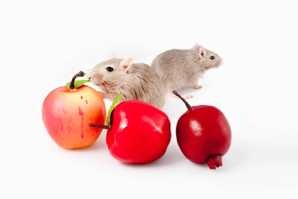 Gray mouse gerbil with fruit — Stock Photo, Image