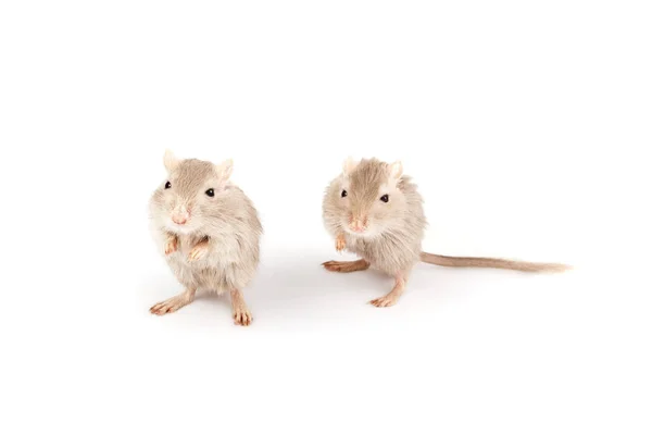 Rato cinzento gerbil — Fotografia de Stock