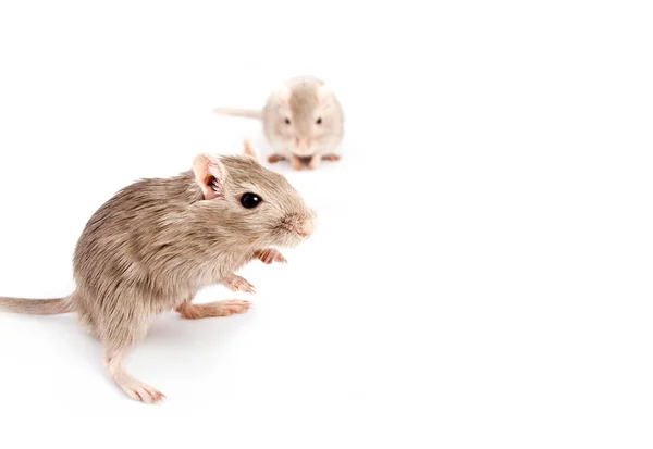 Rato cinza gerbil e um túnel de brinquedo — Fotografia de Stock