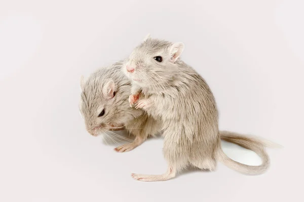 Grijze muis gerbil — Stockfoto