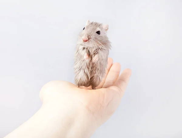 Pískomil myš v lidské ruky (Meriones unguiculatus) — Stock fotografie