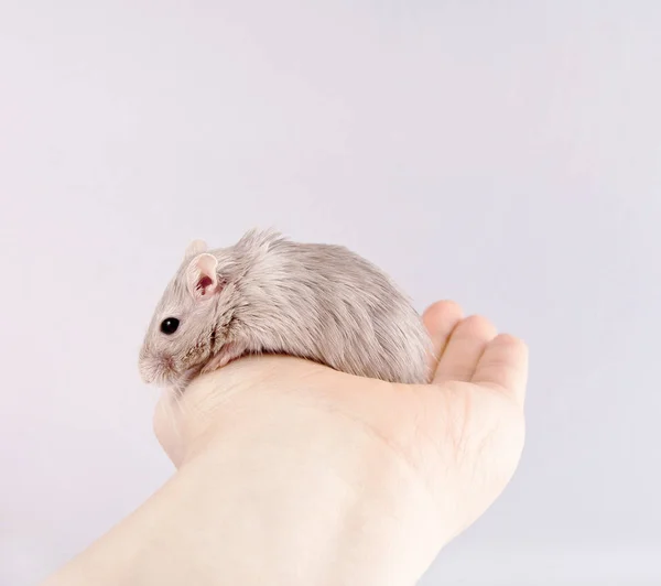 Pískomil myš v lidské ruky (Meriones unguiculatus) — Stock fotografie