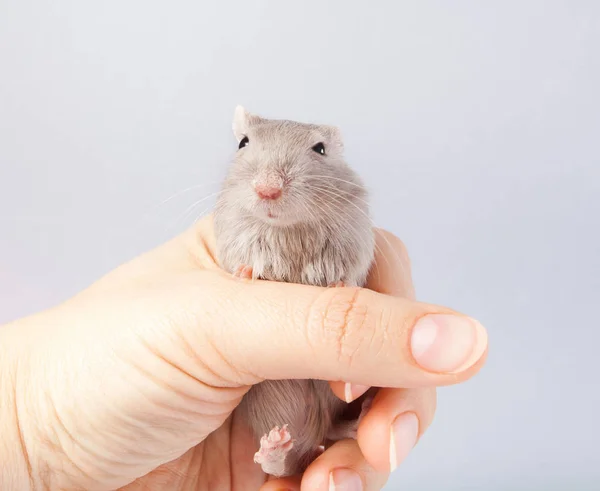 Gerbil egér emberi kéz (myszoskoczek-unguiculatus) — Stock Fotó