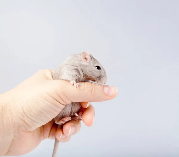 Ratón jerbo en mano humana (Meriones unguiculatus ) — Foto de Stock