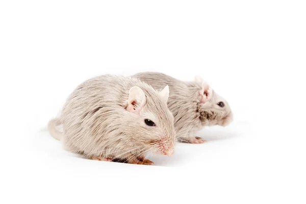 Gray mouse gerbil — Stock Photo, Image