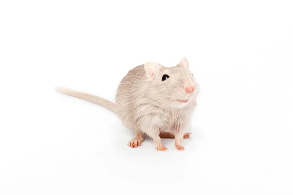 Gri fare fare — Stok fotoğraf