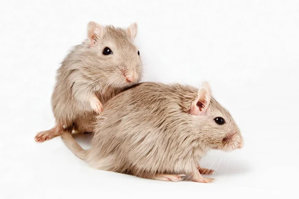 Grijze muis gerbil — Stockfoto