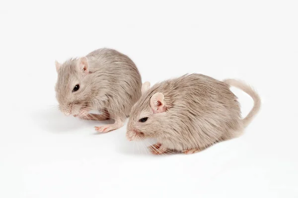 Grå mus gerbil — Stockfoto