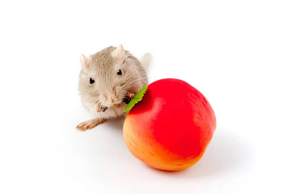 Gerbil szara myszka z owocami Zdjęcia Stockowe bez tantiem
