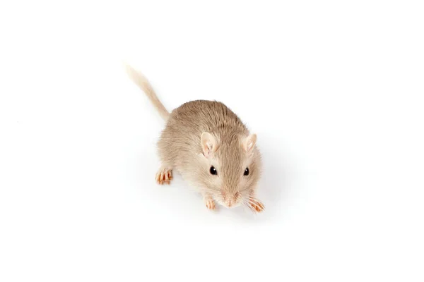 Gerbil szara myszka Zdjęcie Stockowe