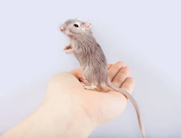 Gerbil myszy w ludzką ręką (myszoskoczek mongolski) Zdjęcie Stockowe