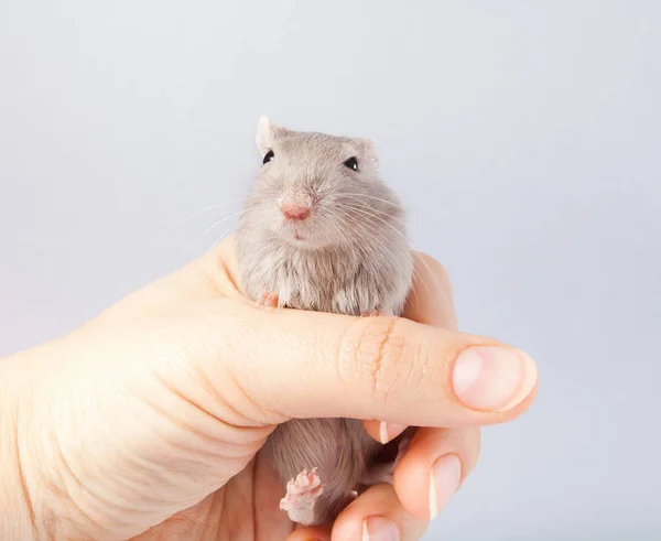 Gerbil myszy w ludzką ręką (myszoskoczek mongolski) Obrazek Stockowy