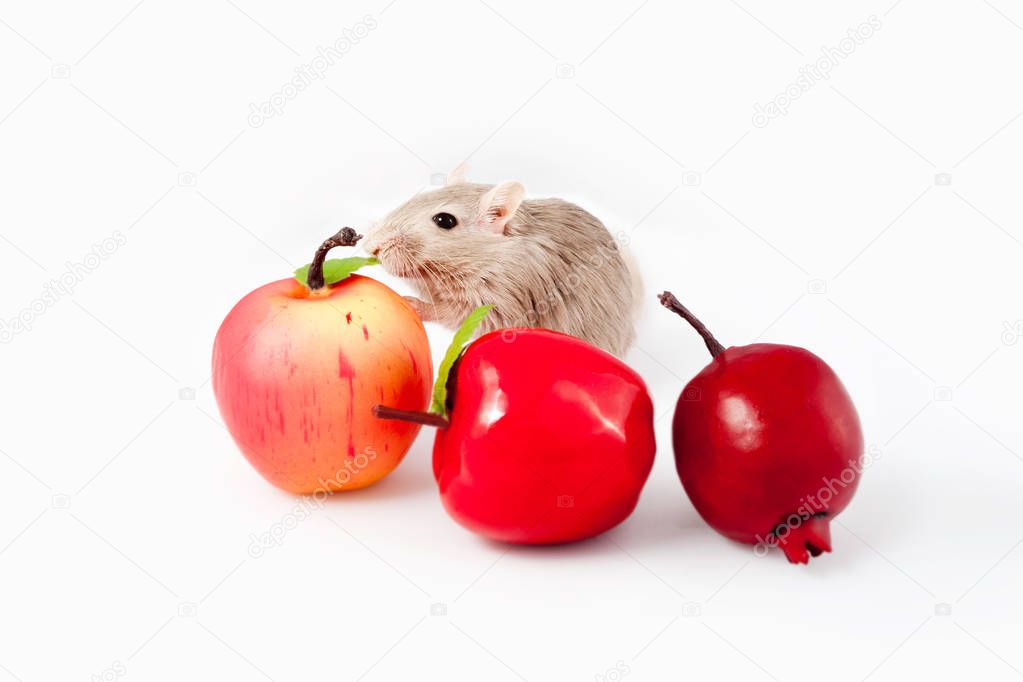 gray mouse gerbil with fruit