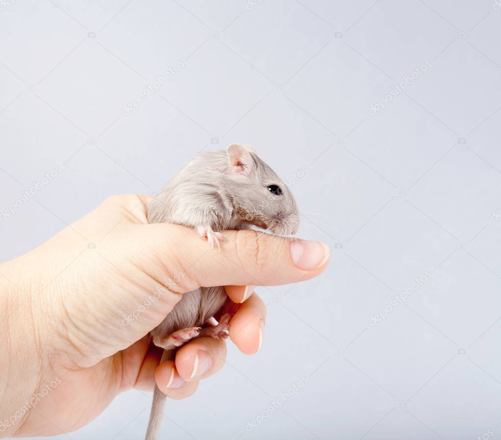 gerbil mouse in human hand (Meriones unguiculatus)