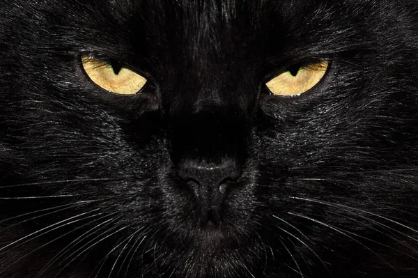 Černý chlupatou kočičku — Stock fotografie