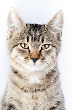 bir safkan çizgili komik kedi portresi