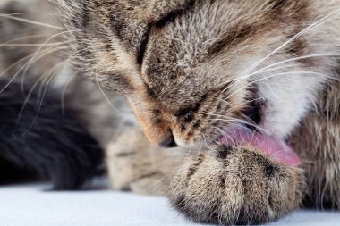 Şirin kedi yavrusu yalama pençe