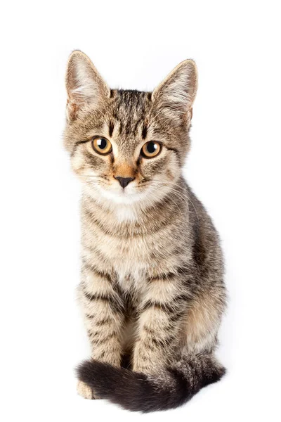 Portrait of a thoroughbred striped funny cat — Stock Photo, Image