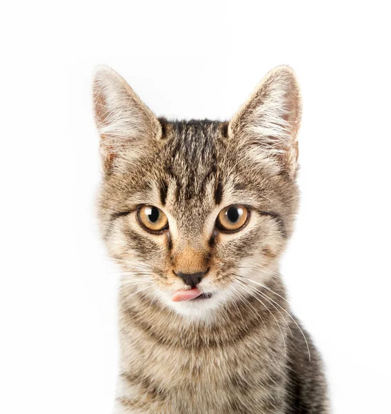 Кот показал язык — стоковое фото