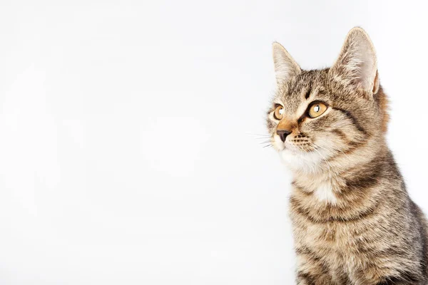 Cat sideways and looks up — Stock Photo, Image