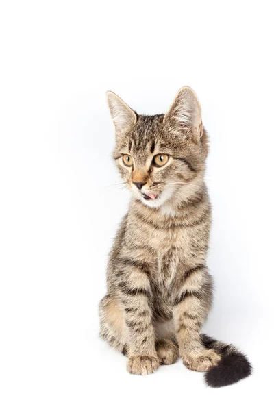 Tekir kedi oturan ve onun dilini yapışmasını — Stok fotoğraf