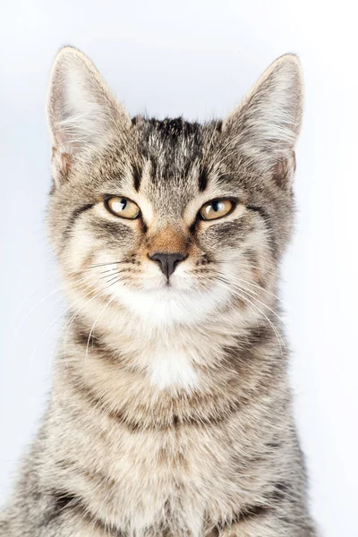 Portrait artful cat screwed up his eyes — Stock Photo, Image