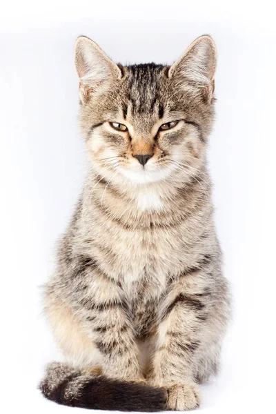 Retrato artístico gato jodido hasta su ojos —  Fotos de Stock