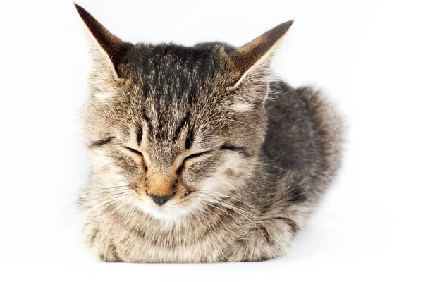 Lite randig kattunge sover — Stockfoto
