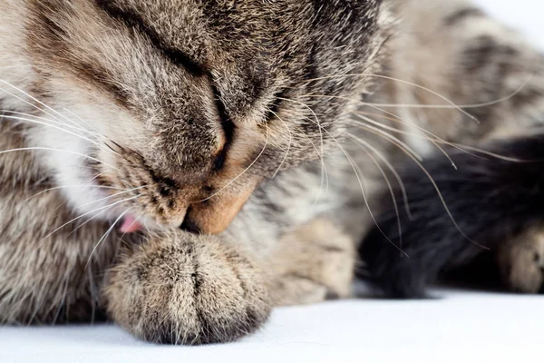 Söt kattunge licking paw — Stockfoto