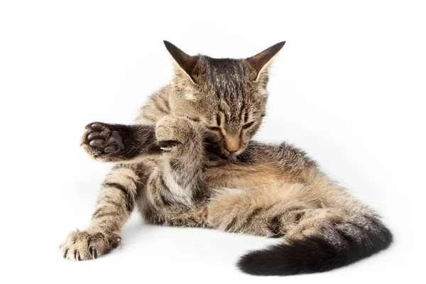 Pręgowany kot liże jego łapa Zdjęcie Stockowe