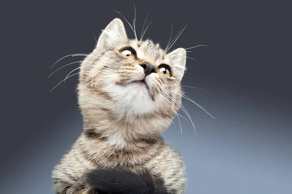 奇妙な縞模様の猫の肖像画 — ストック写真