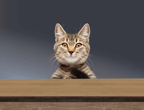 Pręgowany kot wgląd i patrząc w dół — Zdjęcie stockowe