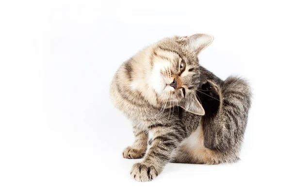 kedi çizikler kulak